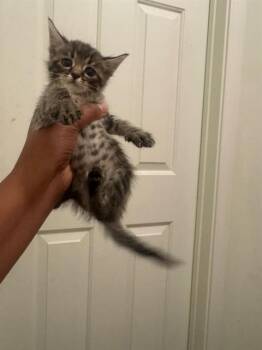 TIGER -  Domestic Short Hair Cat for Adoption in Omaha, Nebraska - TIGER | PetCurious