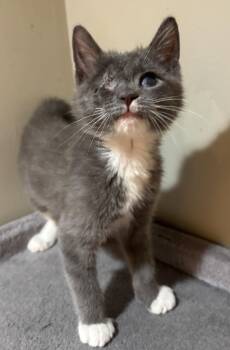 Rescue Domestic Short Hair Cats for Adoption in East Hanover, New Jersey - Mica | PetCurious