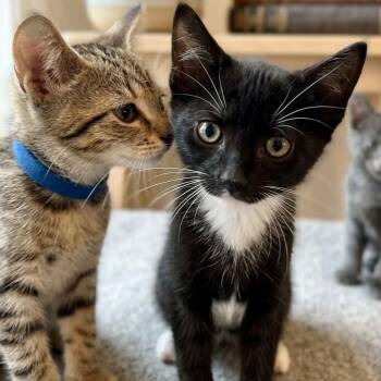 Catniss 5308 -  Domestic Short Hair Cat for Adoption in Boca Raton, Florida - Catniss 5308 | PetCurious