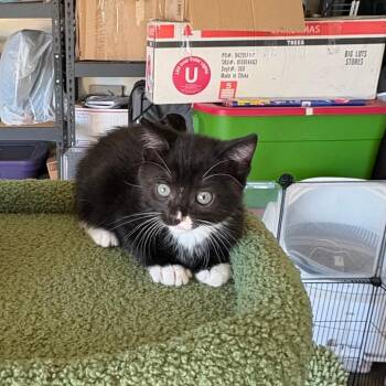 Max -  Domestic Short Hair Cat for Adoption in Washougal, Washington - Max | PetCurious