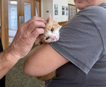 Rescue Domestic Short Hair Cats for Adoption in Napa, California - Tony Stark ( Erin ) | PetCurious