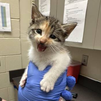 Mantis -  Domestic Short Hair Cat for Adoption in Columbus, Georgia - Mantis | PetCurious
