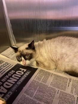 Cora -  Domestic Short Hair Cat for Adoption in Jackson, Tennessee - Cora | PetCurious