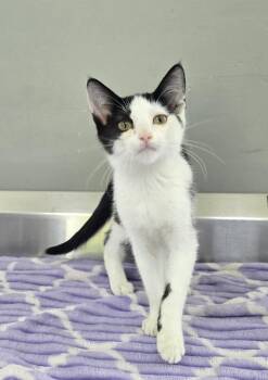 Kirby -  Domestic Short Hair Cat for Adoption in Dickson, Tennessee - Kirby | PetCurious