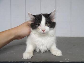 Fo -  Domestic Medium Hair Cat for Adoption in Leitchfield, Kentucky - Fo | PetCurious