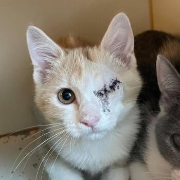 Wildcatter Winnie -  Domestic Short Hair Cat for Adoption in Norman, Oklahoma - Wildcatter Winnie | PetCurious