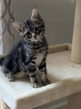 Bella -  Domestic Short Hair Cat for Adoption in East Greenville, Pennsylvania - Bella | PetCurious