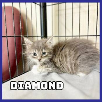 Diamond -  Domestic Medium Hair Cat for Adoption in Glenwood, Minnesota - Diamond | PetCurious