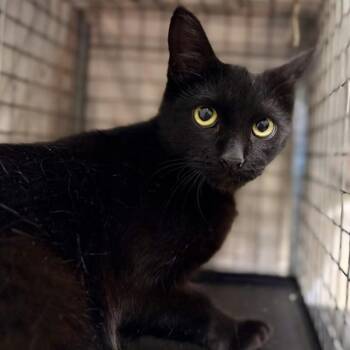 Domestic Short Hair Cats Available for Adoption - QUEENIE | PetCurious