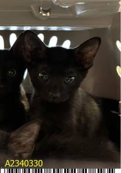 STELLA -  Domestic Short Hair Cat for Adoption in West Palm Beach, Florida - STELLA | PetCurious
