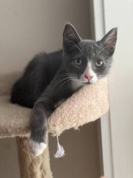 Rescue Domestic Short Hair Cats for Adoption in Troy, Alabama - Thumper | PetCurious