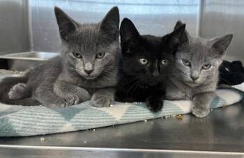 Pepper -  Domestic Short Hair Cat for Adoption in Hartsville, South Carolina - Pepper | PetCurious