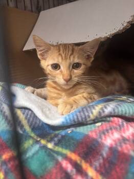 Rescue Domestic Short Hair Cats for Adoption in Millcreek, Utah - Goob | PetCurious