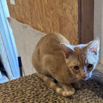 Tabby Cats Available for Adoption in Richmond, Virginia - Nutty Buddy | PetCurious