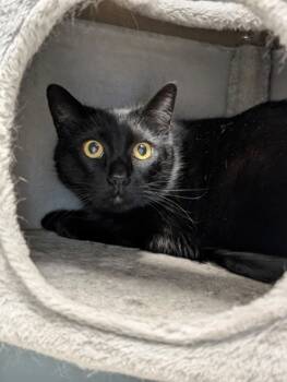 Rescue Domestic Short Hair Cats for Adoption in Cumming, Georgia - Ozzy 366-25 | PetCurious