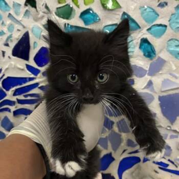 ROLLY POLLY -  Domestic Medium Hair Cat for Adoption in Pensacola, Florida - ROLLY POLLY | PetCurious