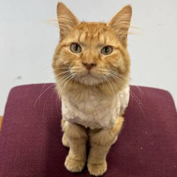 Doug -  Domestic Long Hair Cat for Adoption in Morris, Minnesota - Doug | PetCurious