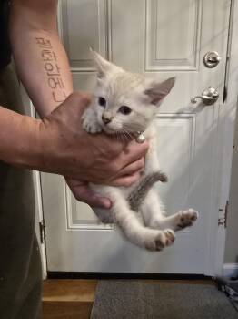 Rizzler -  Siamese Cat for Adoption in Pacifica, California - Rizzler | PetCurious