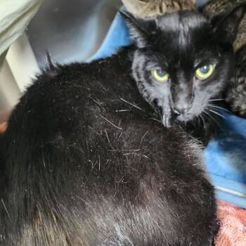 Blackie -  Domestic Short Hair Cat for Adoption in Wilmington, Delaware - Blackie | PetCurious