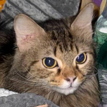 Azalea -  Domestic Long Hair Cat for Adoption in New York, New York - Azalea | PetCurious