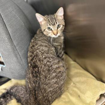 Walt -  Domestic Short Hair Cat for Adoption in Chehalis, Washington - Walt | PetCurious