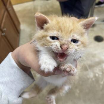 Domestic Medium Hair Cats Available for Adoption - Bonfire - 012003U | PetCurious