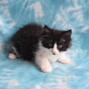 Bryce 53183 -  Domestic Long Hair Cat for Adoption in Eureka, California - Bryce 53183 | PetCurious