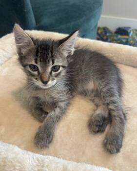 Rescue Domestic Short Hair Cats for Adoption in Fort Worth, Texas - Lolo (pre Adopt) | PetCurious