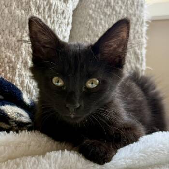 Riot Orr -  Domestic Long Hair Cat for Adoption in Eagle Mountain, Utah - Riot Orr | PetCurious