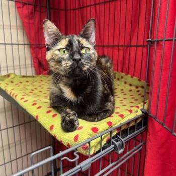 Domestic Short Hair Cats Available for Adoption - MaryDarling C10284 | PetCurious