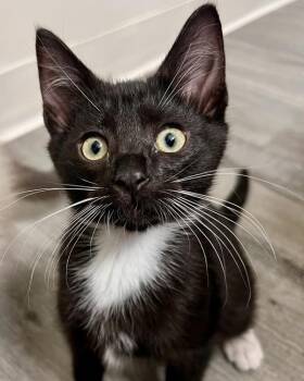 Billy -  Domestic Short Hair Cat for Adoption in Novato, California - Billy | PetCurious