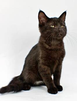 Anabelle -  Domestic Short Hair Cat for Adoption in Morton Grove, Illinois - Anabelle | PetCurious