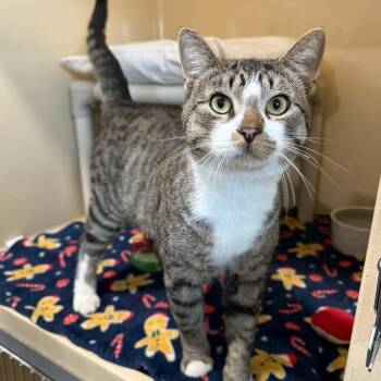 Chip -  Domestic Short Hair and Tabby Cat for Adoption in Penn Yan, New York - Chip | PetCurious