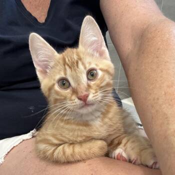 American Shorthair Cats Available for Adoption in Santa Rosa Beach, Florida - Buck | PetCurious