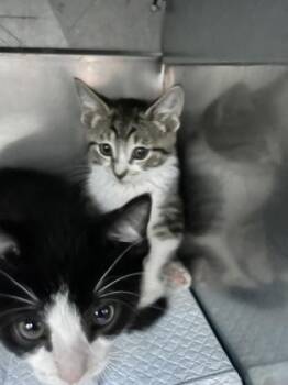 Imak -  Domestic Short Hair Cat for Adoption in Simcoe, Ontario - Imak | PetCurious