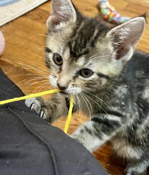 Macaroni (bonded with Penne) -  Tabby and Domestic Short Hair Cat for Adoption in Vaughan, Ontario - Macaroni (bonded With Penne) | PetCurious