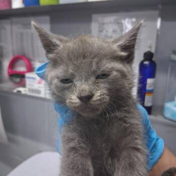 Amy -  Domestic Short Hair Cat for Adoption in Summerville, South Carolina - Amy | PetCurious