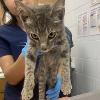 Tobi -  Domestic Short Hair Cat for Adoption in West Palm Beach, Florida - Tobi | PetCurious