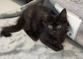 Crispy 1145-26 -  Domestic Medium Hair and Domestic Short Hair Cat for Adoption in Cumming, Georgia - Crispy 1145-26 | PetCurious