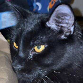 Domestic Short Hair Cats Available for Adoption - Demo | PetCurious