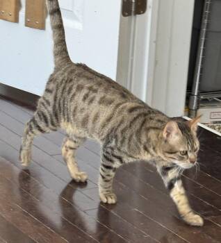 River -  Bengal and Egyptian Mau Cat for Adoption in Brampton, Ontario - River | PetCurious