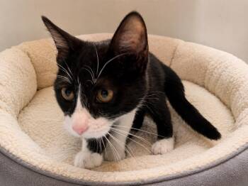 Squonk -  Domestic Short Hair Cat for Adoption in Fort Lupton, Colorado - Squonk | PetCurious