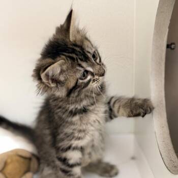 Domestic Short Hair Cats Available for Adoption - Bacon | PetCurious