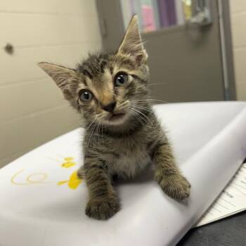 Cyrus -  Domestic Short Hair Cat for Adoption in Lufkin, Texas - Cyrus | PetCurious