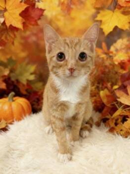 Enid -  Domestic Short Hair Cat for Adoption in Tehachapi, California - Enid | PetCurious