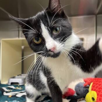 Rescue Domestic Short Hair Cats for Adoption in Vineland, New Jersey - Philly | PetCurious