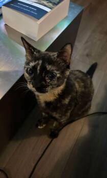 Cloe -  Domestic Short Hair Cat Available for Adoption in Lincoln Park, New Jersey - Cloe | PetCurious
