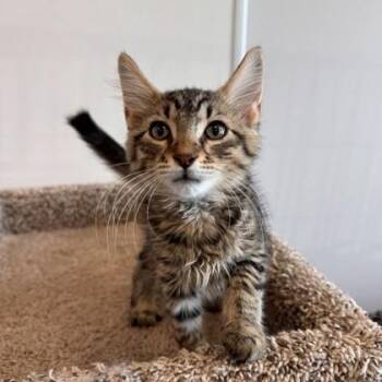 Bromine -  Domestic Short Hair Cat for Adoption in Janesville, Wisconsin - Bromine | PetCurious