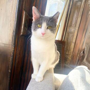 Rescue Domestic Short Hair Cats for Adoption - Harvest Harmony | PetCurious