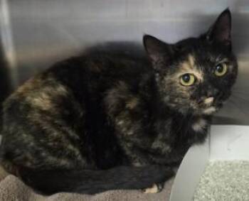 Domestic Short Hair Cats Available for Adoption in Savannah, Georgia - Boa | PetCurious